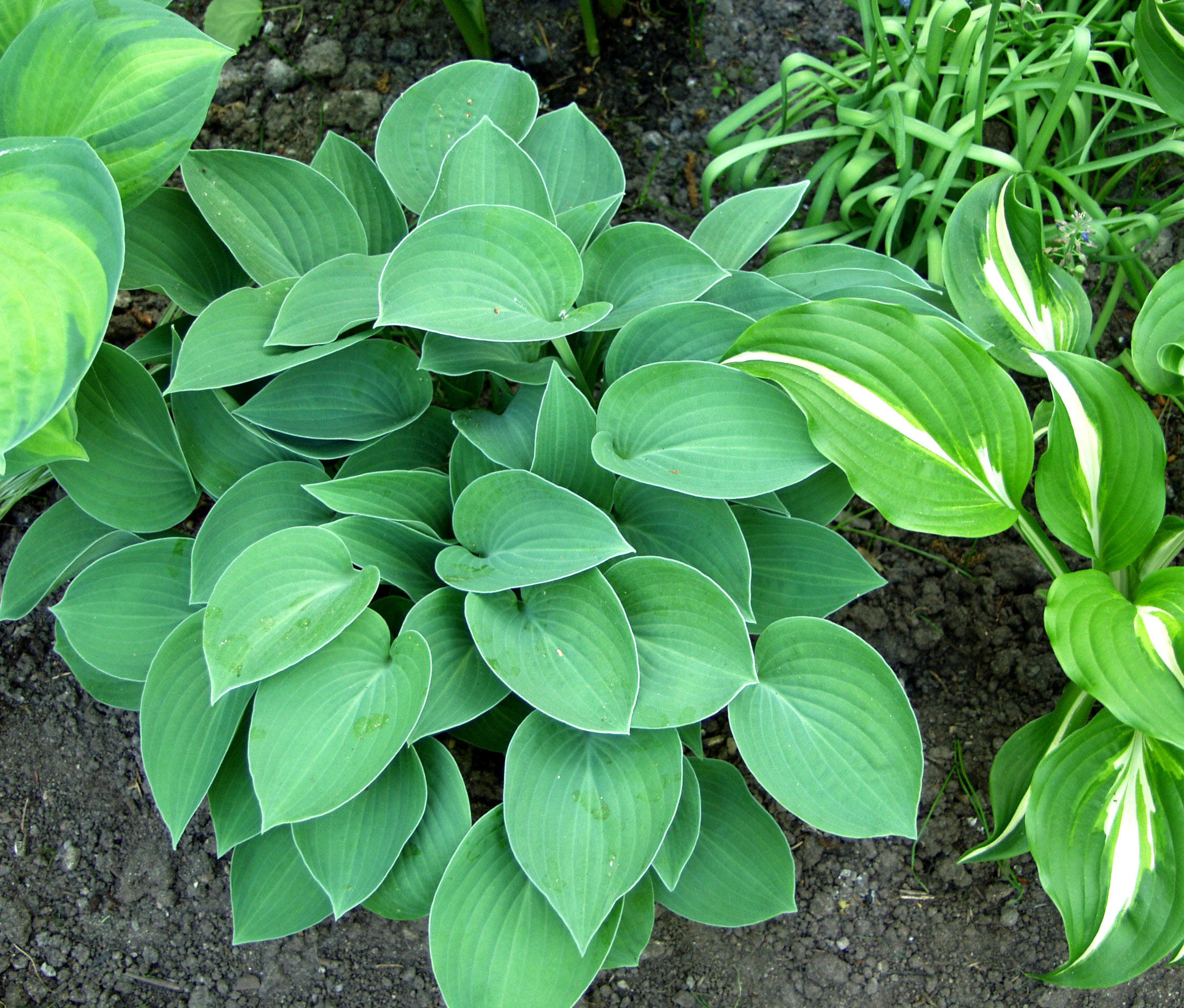 HOSTA TARDIANA HALCYON