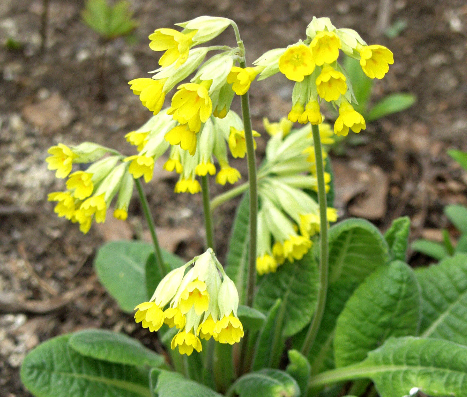 PRIMULA VERIS