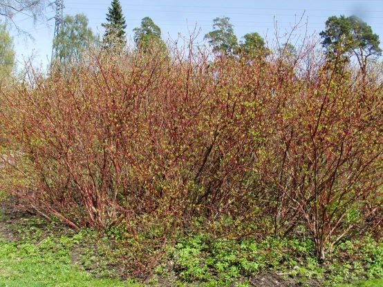 CORNUS ALBA SIBIRICA Harviala Oy