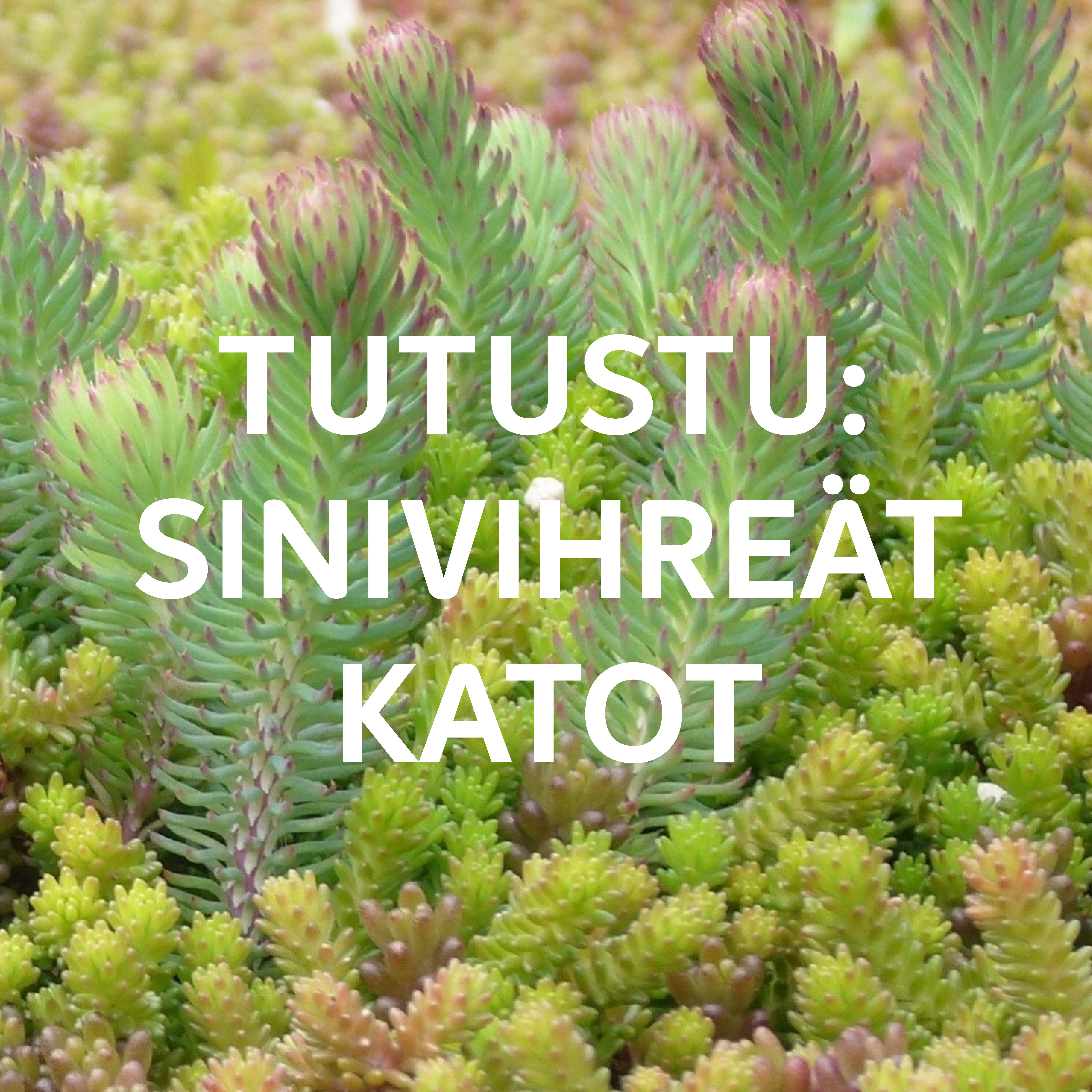 Sinivihreät katot