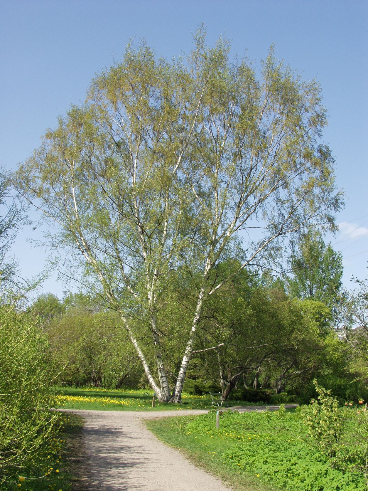 BETULA PUBESCENS Harviala Oy