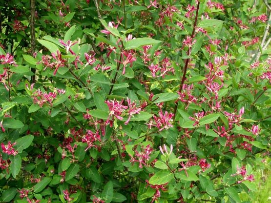 LONICERA x BELLA ZABELII - Harviala Oy