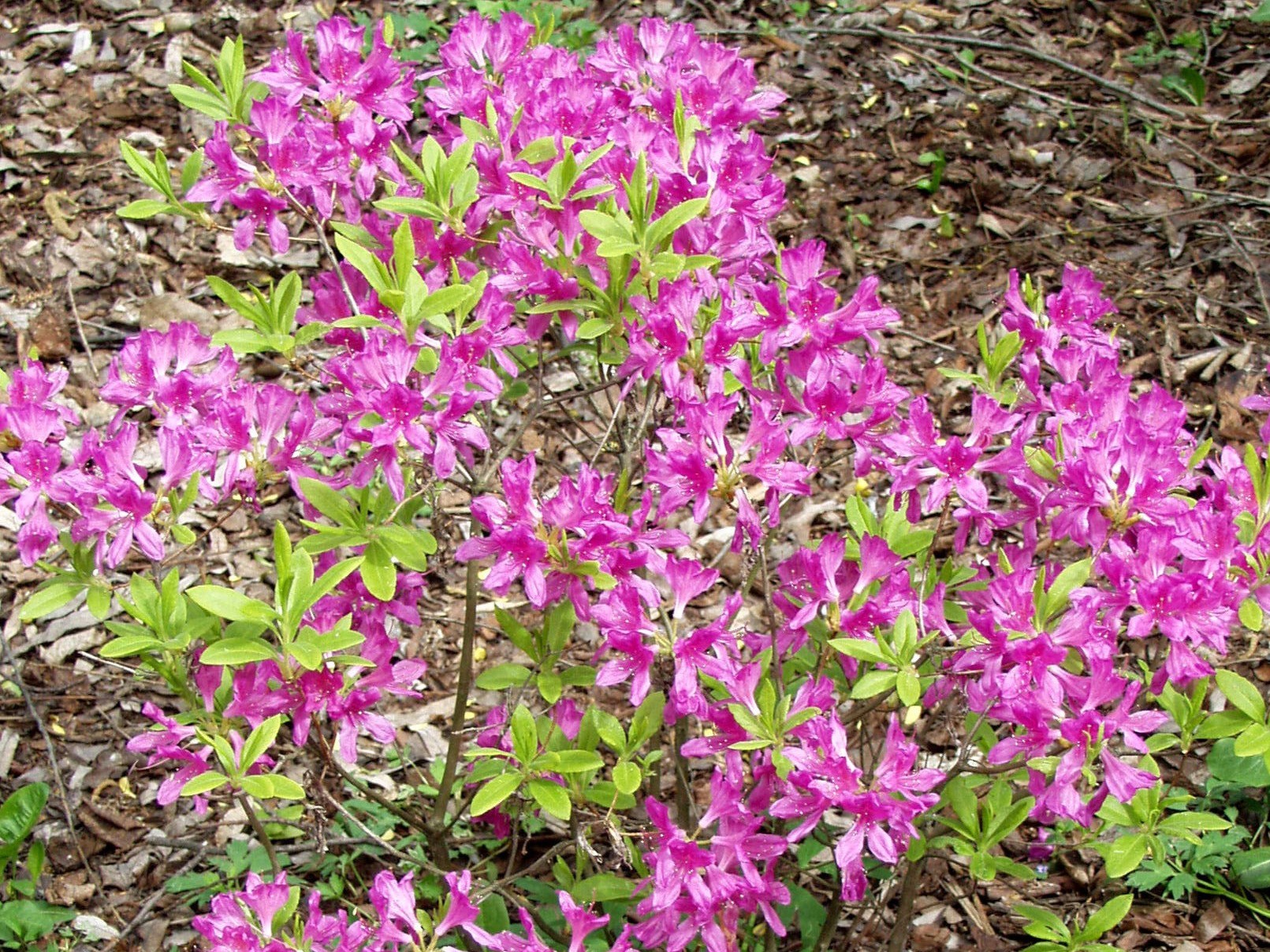 welchen boden braucht rhododendron Rhododendron Roseum Elegans | 60-80 cm mit Wurzelballen main image 0